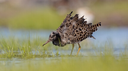 Ruff - male bird at a wetland on the mating season in spring