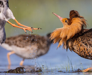 Ruff - male birds fighting at a wetland on the mating season in spring