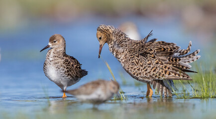  The ruff - pair at wetland on a mating season in spring