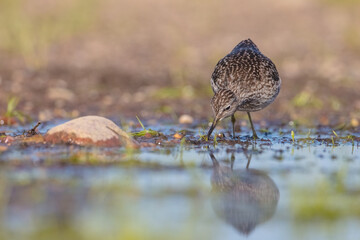 Wood Sandpiper  - in spring on the migration way at wetland
