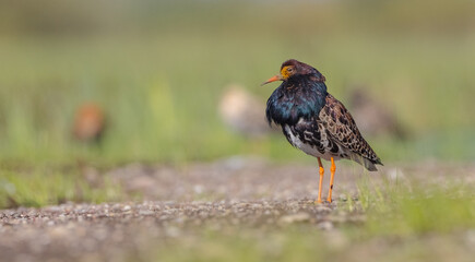Ruff - male bird at a wetland on the mating season in spring