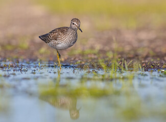 Wood Sandpiper  - in spring on the migration way at wetland