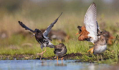 Ruff - male birds fighting at a wetland on the mating season in spring