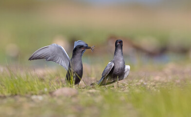 Black tern - two birds  at a wetland in spring