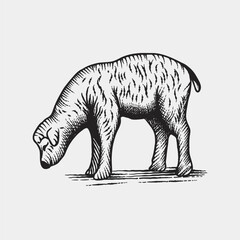 ILLUSTRATION SHEEP VINTAGE
