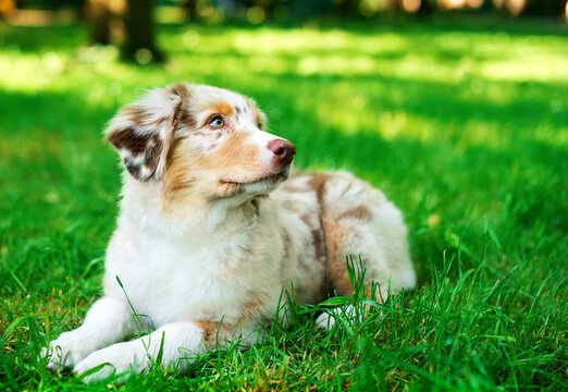 A dog of the Australian Shepherd breed lies on the background of a green park. The four-month-old puppy is three-colored, has long fur. Looks to the side and up. The photo is blurred