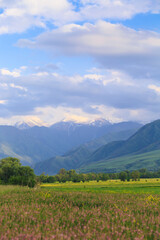 Blooming fields against the backdrop of mountains. Beautiful mountain landscape. Blooming summer herbs. Spring landscape. Kyrgyzstan.