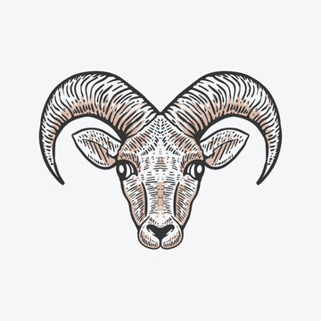 goat head hand drawn illustration in vintage style
