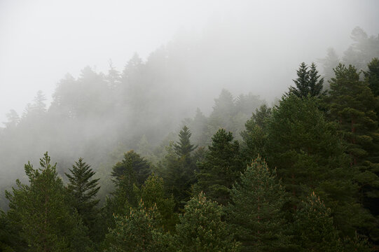 Fototapeta Foggy overcast green forest
