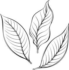 Lemon leaves. Botanical decorative element of lemon foliage. Vector illustration in hand drawn sketch doodle style. Line art close up three leaves isolated on white.