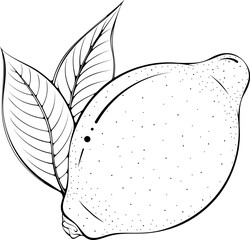 Whole lemon with leaves. Vector illustrations in hand drawn sketch doodle style. Line art citrus isolated on white. Element for coloring book, design, print.