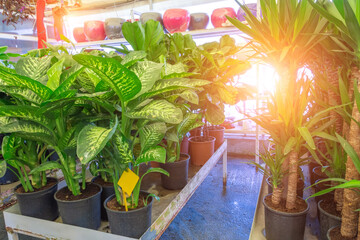 Various types of indoor decorative deciduous plants home plants a rack in a greenhouse flower shop.