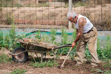 man in his eighties with hoe picking onions and stacking them in wheelbarrow, dressed in white tank...