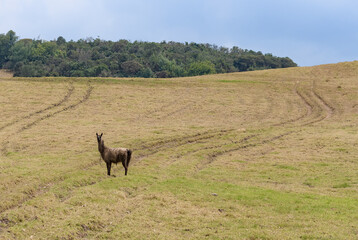 Llama on a hill with vehicle tracks and forest