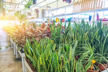 Various types of indoor decorative deciduous plants home plants a rack in a greenhouse flower shop. © aapsky