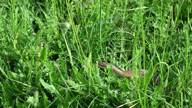 Snake in the grass. Aesculapian snake is nonvenomous snake and the most largest snake in Europe. Zamenis longissimus.
