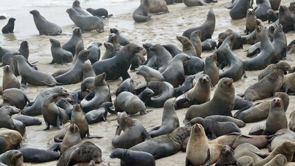 Wilde Seehunden der Küste in Namibia