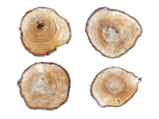 four cross section brown tree stumps isolated on transparent