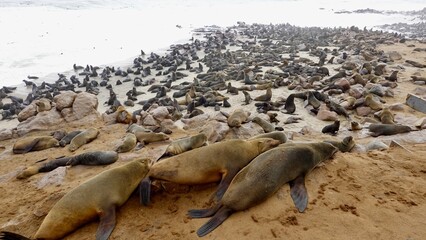 Wilde Seehunden der Küste in Namibia