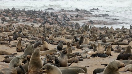 Wilde Seehunden der Küste in Namibia