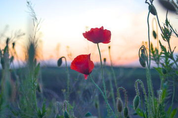 Two flowering red poppies in the field