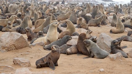 Wilde Seehunden der Küste in Namibia