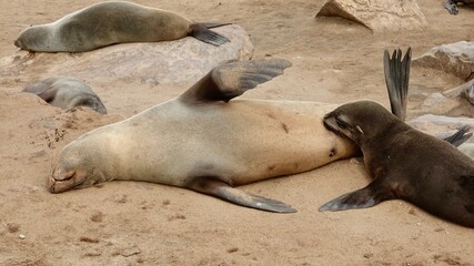 Wilde Seehunden der K&uuml;ste in Namibia