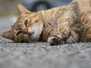 見つめる猫