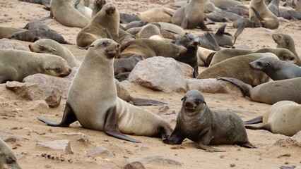 Wilde Seehunden der K&uuml;ste in Namibia