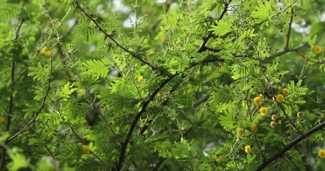 Gum arabic tree closeup. Vachellia nilotica.