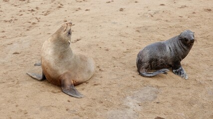 Wilde Seehunden der Küste in Namibia