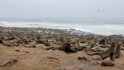Wilde Seehunden der Küste in Namibia