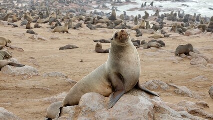 Wilde Seehunden der Küste in Namibia