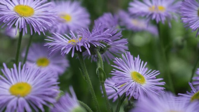 Purple chamomile flowers sway in the wind. Close-up. Slow motion.