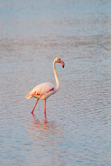 A  greater flamingo  standing in the water near Aigues-Mortes in the wetlands of Camarque