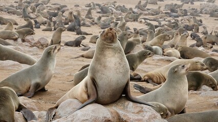 Wilde Seehunden der Küste in Namibia