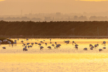 Fototapeta na wymiar A flock of flamingos at sunset in golden light in the water of the Etang de Perols near Montpellier