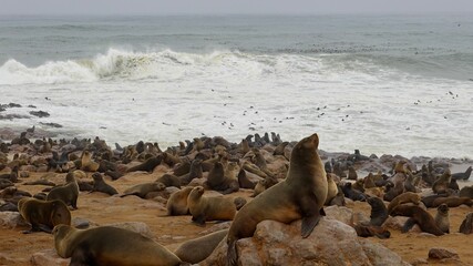 Fototapeta premium Wilde Seehunden der Küste in Namibia
