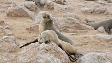 Obraz premium Wilde Seehunden der Küste in Namibia