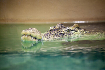Large Crocodile swimming in water. Crocodile portrait.