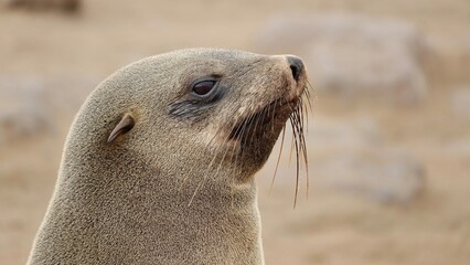 Wilde Seehunden der Küste in Namibia