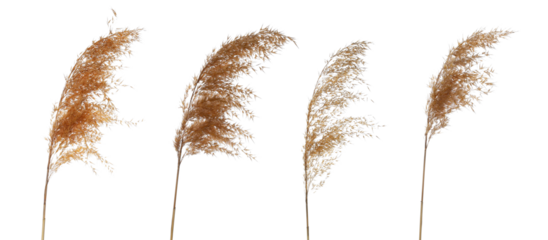 Set reeds isolated on white background and texture, with clipping path