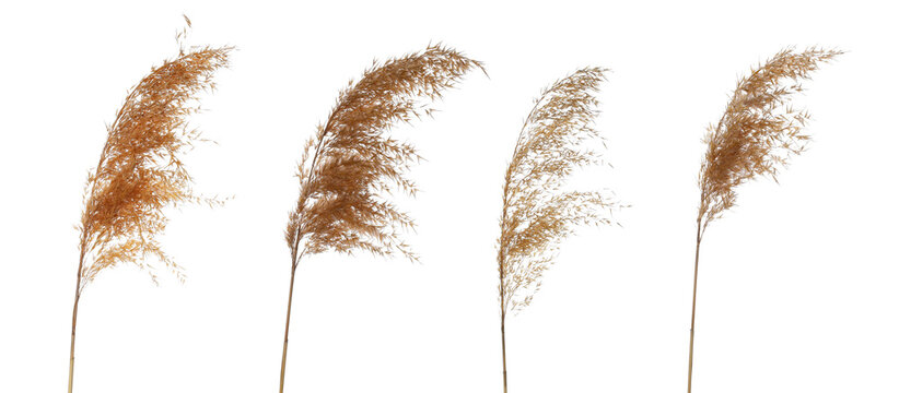 Set reeds isolated on white background and texture, with clipping path