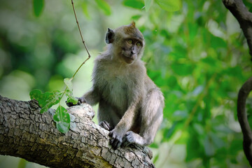 Naklejka na ściany i meble long tail macaque sitting on a tree