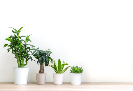 Different house plants lined in height order, tallest too smallest, against white wall, on wooden floor, freshening up and decorating up spacious room interior