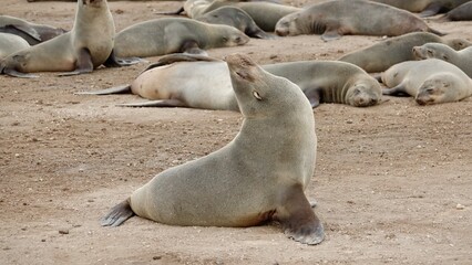 Wilde Seehunden der Küste in Namibia