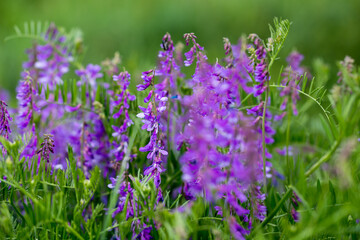 Mouse pea Vicia cracca. Valuable honey plant, fodder and medicinal plant. Species of the genus Peas of the legume family.