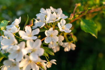 Blooming apple tree in the spring garden. Close up of white flowers on a tree