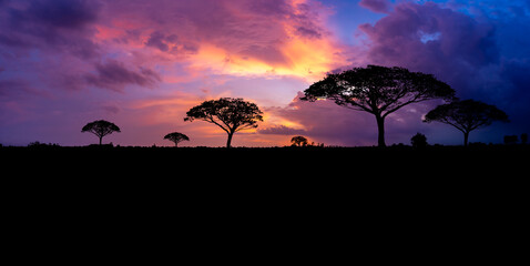 Fototapeta na wymiar Panoramic tree silhouette in Africa with sunset, tree silhouette with sun Dark trees on open field, dramatic sunset, typical african sunset
