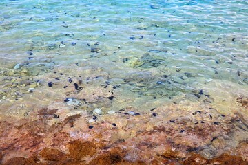 Sea urchins danger in Croatia. Beach in Korcula island with black spots of spiky sea urchins visible underwater.